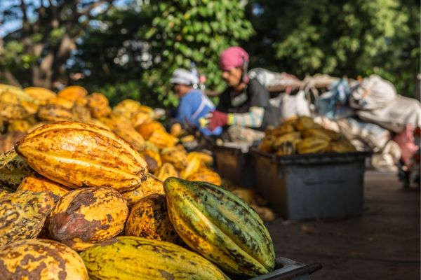 Grant Opportunities: Call for Applications: Africa Cocoa Fund