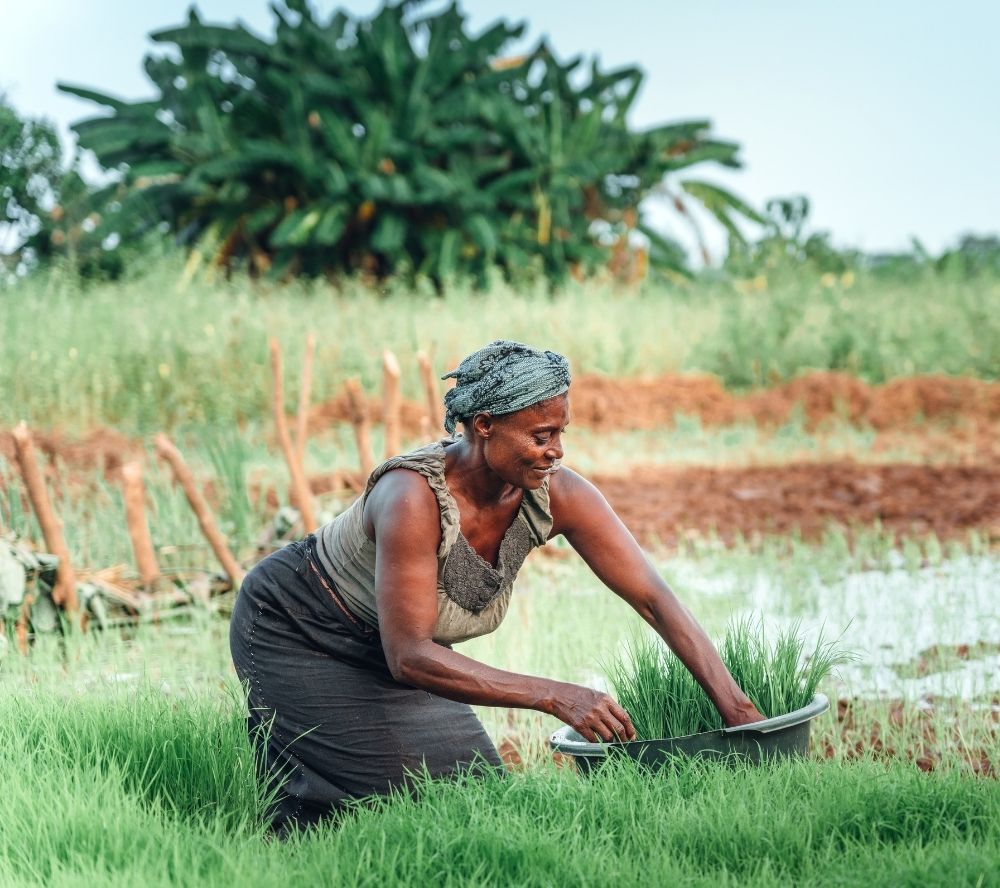 Grant Opportunities: THRIVE/Shell Climate-Smart Agriculture Challenge – Supporting Farmers
